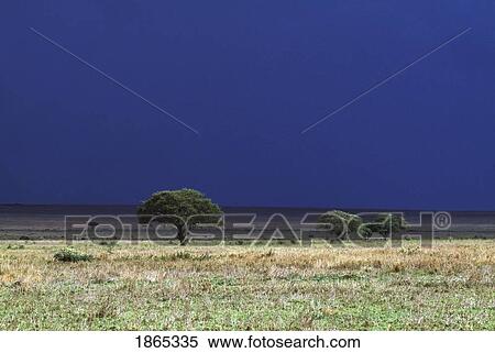 Stock Photography - Stormy sky over plains of Serengeti National Park, Tanzania, Africa. Fotosearch