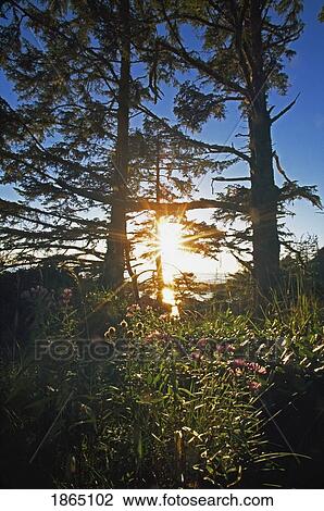 Stock Image - Sunburst through sitka spruce. Fotosearch