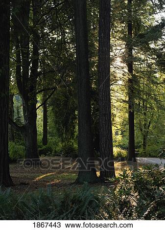 Sunlight through trees, Vancouver, British Columbia, Canada View Large Photo Image Stock Image - Sunlight through trees, Vancouver, British Columbia, Canada. Fotosearch