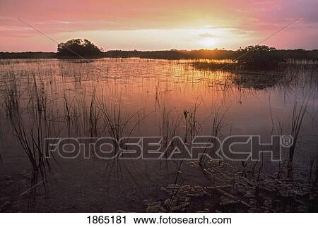 Stock Image - Sunrise over marsh, Everglades National Park, Florida, USA. Fotosearch