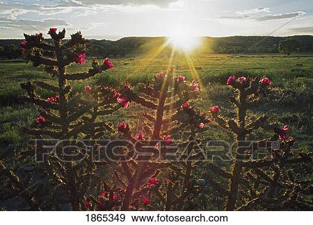 Sunset, cane cholla (Opuntia spinosior) View Large Photo Image Stock Photo - Sunset, cane cholla (Opuntia spinosior). Fotosearch