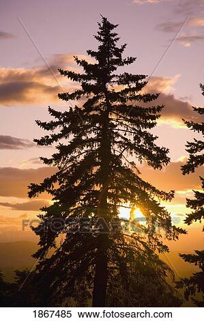 Stock Photography - Sunset, Willamette Valley, Oregon, USA. Fotosearch