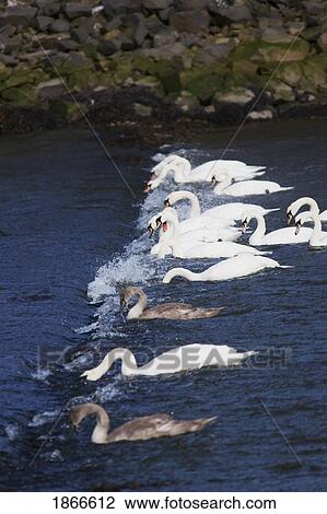 Swans in water, Northumberland, England View Large Photo Image Stock Image - Swans in water, Northumberland, England. Fotosearch