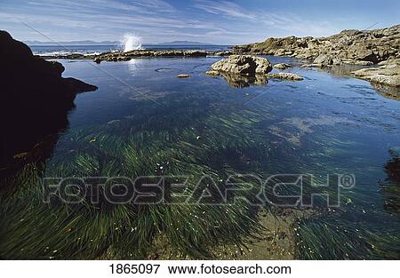 Stock Photo - Tide pool. Fotosearch