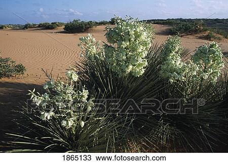 Stock Image - Torey's yucca in bloom on sand dunes, Los Medanos, New Mexico, USA. Fotosearch
