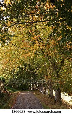 Stock Photo - Tree lined path, Northumberland, England. Fotosearch