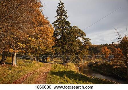 Trees beside river, Northumberland, England View Large Photo Image Stock Image - Trees beside river, Northumberland, England. Fotosearch