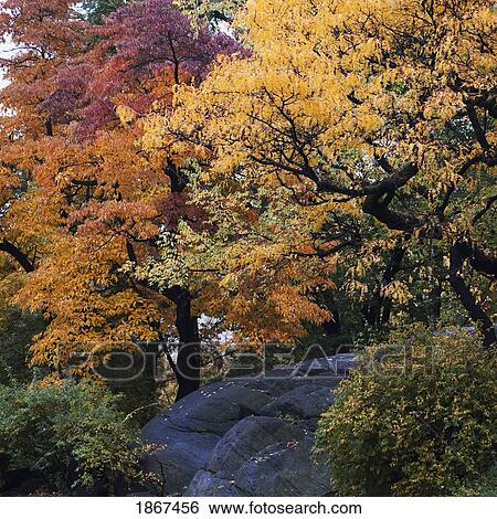 Stock Photograph - Trees in autumn, Central Park, New York City, New York, United States of America. Fotosearch