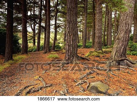 Trees in forest, Northumberland, England View Large Photo Image Stock Photo - Trees in forest, Northumberland, England. Fotosearch