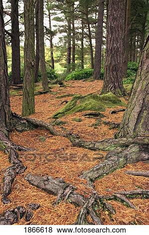 Trees in forest, Northumberland, England View Large Photo Image Stock Photo - Trees in forest, Northumberland, England. Fotosearch