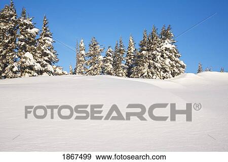 Stock Photo - Trees on a snowy hill. Fotosearch