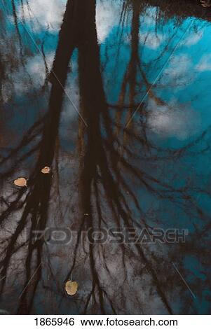 Trees reflected in water View Large Photo Image Stock Photograph - Trees reflected in water. Fotosearch
