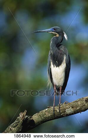 Stock Photo - Tricolored heron (Egretta tricolor) on a branch. Fotosearch