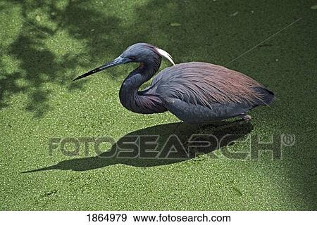 Tricolored heron (Egretta tricolor) wading in duckweed coverd pond View Large Photo Image Stock Photo - Tricolored heron (Egretta tricolor) wading in duckweed coverd pond. Fotosearch