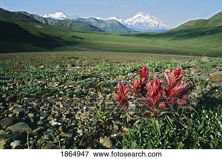 Tundra flowers with Mount McKinley in the background View Large Photo Image Stock Photo - Tundra flowers with Mount McKinley in the background. Fotosearch