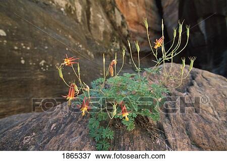 Stock Photo - Western columbine growing out of a boulder in a sandstone canyon, Zion National Park, Utah, USA. Fotosearch
