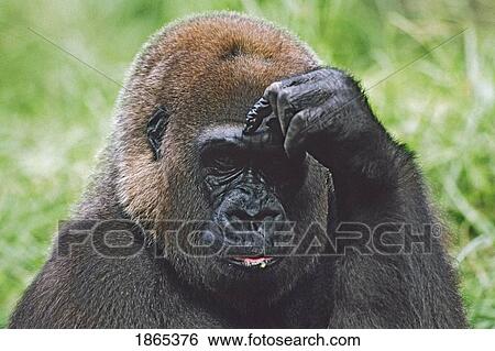 Stock Photograph - Western gorilla portrait with finger on brow as if thinking, Africa. Fotosearch