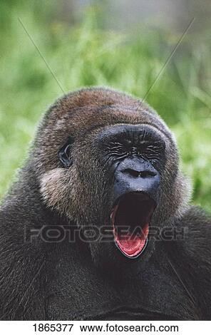 Western gorilla yawning, Africa View Large Photo Image Stock Photo - Western gorilla yawning, Africa. Fotosearch