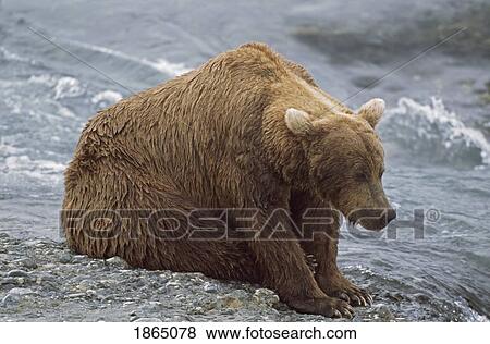 Stock Photo - Wet Alaskan brown bear has dejected appearance as it rests at edge of river, Alaska, USA. Fotosearch
