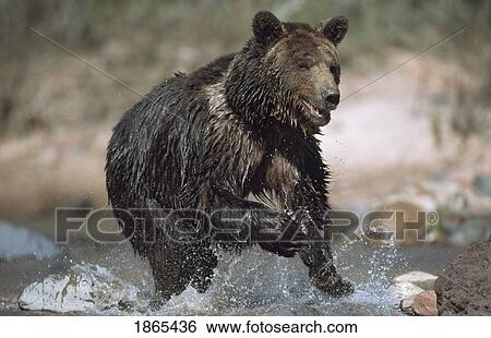 Stock Photograph - Wet grizzly bear running in stream. Fotosearch