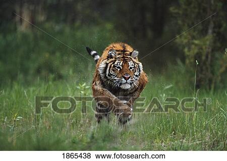 Wet Siberian tiger charging View Large Photo Image Stock Photo - Wet Siberian tiger charging. Fotosearch