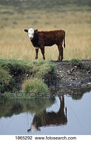 Stock Image - White faced hereford calf at edge of pond. Fotosearch