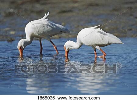 White ibis (Eudocimus albus) in shallow water View Large Photo Image Stock Photograph - White ibis (Eudocimus albus) in shallow water. Fotosearch