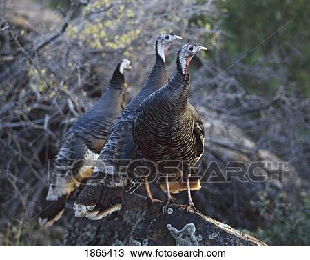 Stock Image - Wild turkeys perched in a row on the edge of a boulder. Fotosearch