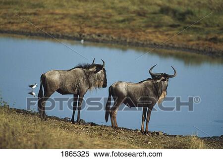 Stock Photography - Wildebeest (Connachaetes). Fotosearch