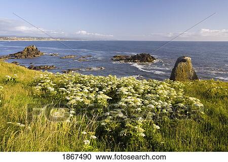 Wildflowers, Yaquina Head point, Oregon Coast, Oregon, USA View Large Photo Image Stock Image - Wildflowers, Yaquina Head point, Oregon Coast, Oregon, USA. Fotosearch