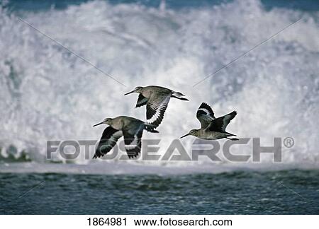 Stock Image - Willets (Tringa semipalmata) flying in front of breaking waves. Fotosearch