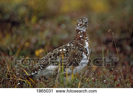 Stock Image - Willow ptarmigan (Lagopus lagopus). Fotosearch