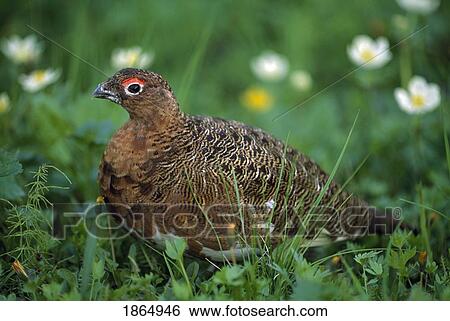 Stock Photograph - Willow ptarmigan (Lagopus lagopus). Fotosearch