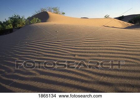 Picture - Wind ripples in sand dune, Los Medanos, New Mexico, USA. Fotosearch