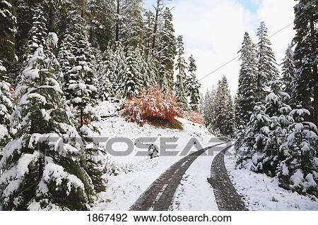 Winter road, Mount Hood National Forest, Oregon Cascades, Oregon, USA View Large Photo Image Stock Image - Winter road, Mount Hood National Forest, Oregon Cascades, Oregon, USA. Fotosearch