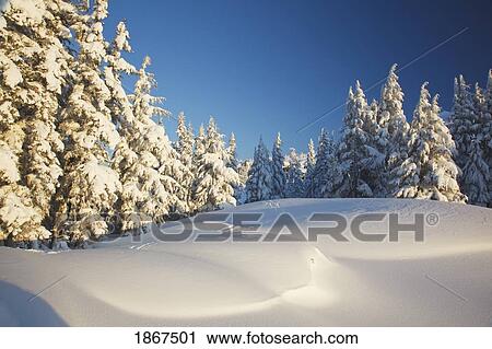 Stock Image - Winter scene, Mount Hood, Oregon Cascades, Oregon, USA. Fotosearch
