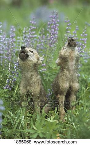 Stock Photo - Wolf puppies howling in meadow. Fotosearch