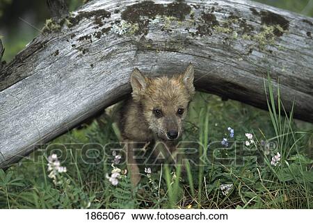 Stock Photo - Wolf puppy going under log. Fotosearch