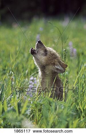 Wolf puppy howling in mountain meadow View Large Photo Image Stock Photo - Wolf puppy howling in mountain meadow. Fotosearch