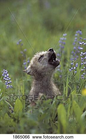 Stock Photograph - Wolf puppy howling in mountain meadow. Fotosearch