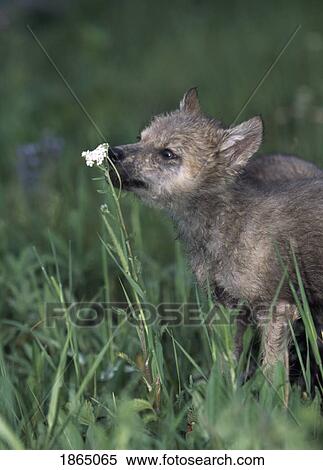 Wolf puppy sniffing mountain wildflower View Large Photo Image Stock Photography - Wolf puppy sniffing mountain wildflower. Fotosearch