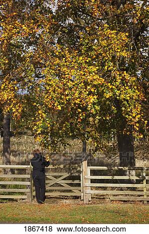 Woman standing by rural fence in autumn, Northumberland, England View Large Photo Image Stock Photo - Woman standing by rural fence in autumn, Northumberland, England. Fotosearch