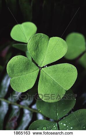 Stock Image - Wood-sorrel (Oxalis oregana), Washington, USA. Fotosearch