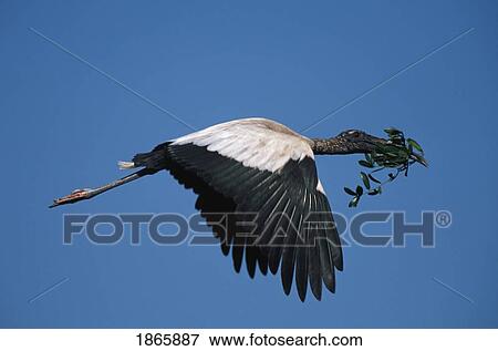 Stock Photo - Wood stork flying to nest carrying greenery. Fotosearch