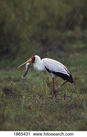 Stock Image - Yellow-billed stork with fish in beak, Africa. Fotosearch