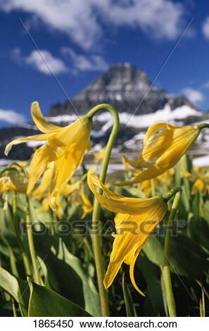 Yellow fawn lily, Reynolds Mountain, Waterton-Glacier International Peace Park, Montana, USA View Large Photo Image Stock Image - Yellow fawn lily, Reynolds Mountain, Waterton-Glacier International Peace Park, Montana, USA. Fotosearch