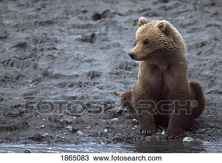 Young Alaskan brown bear (Ursus arctos) sitting on bank of river View Large Photo Image Stock Image - Young Alaskan brown bear (Ursus arctos) sitting on bank of river. Fotosearch