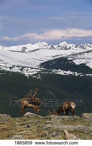 Stock Photo - Young bull elk against Never Summer Mountains, Rocky Mountain National Park, Colorado, USA. Fotosearch