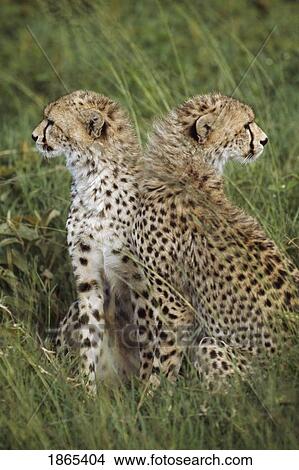 Young cheetahs in grassland habitat, Africa View Large Photo Image Picture - Young cheetahs in grassland habitat, Africa. Fotosearch
