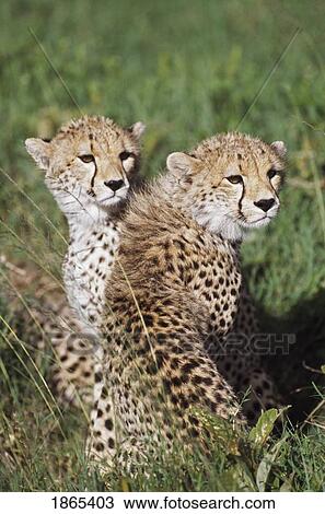 Stock Image - Young cheetahs in grassland habitat, Africa. Fotosearch